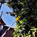 Mini Motosserra Motopodador 25V 1000W com 2 Baterias e Extensor de 3 Metros – Podador de Galhos